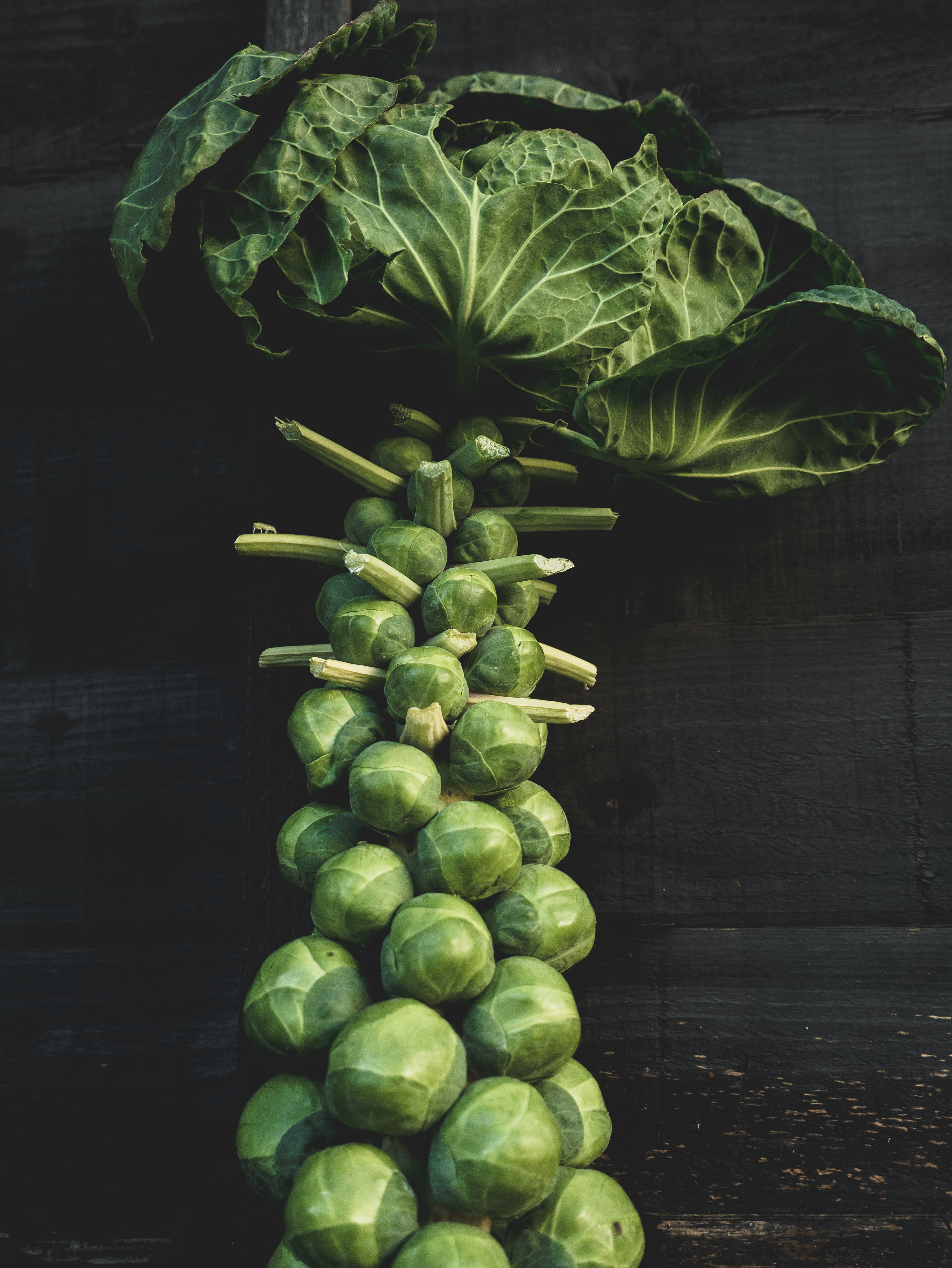 Growing Brussel Sprouts
